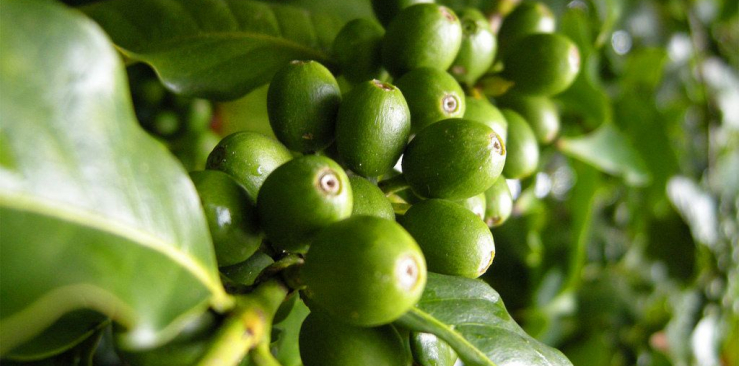 Green Coffee Facts & Myths