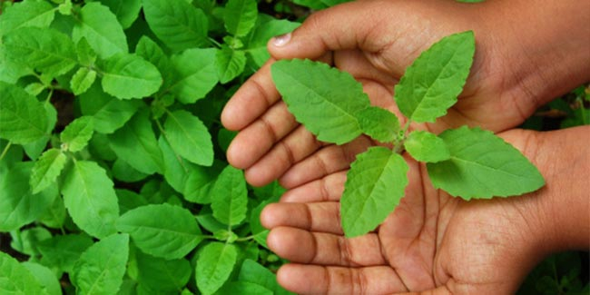 how to use tulsi in diabetes